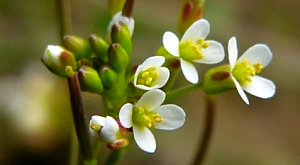Arabidopsis thaliana