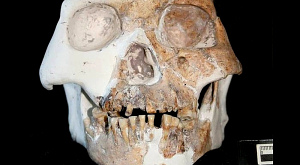 череп, принадлежавший представителю нового вида Homo