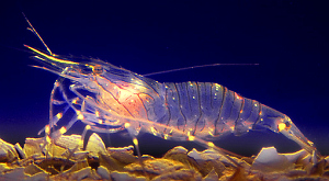 Панцири креветок помогают сохранять молодость кожи Панцири креветок помогают сохранять молодость кожи