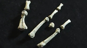 реплики обнаруженных учеными костей