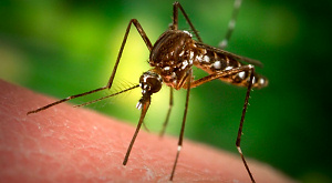 Комары-носители вируса Денге становятся фанатами охоты