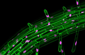 корень растения Arabidopsis thaliana