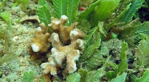 Отношения кораллов и водорослей разладились из-за кислотности воды