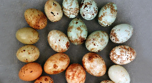 яйца африканской принии