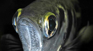 Глобальное потепление принесет пользу пищеварению рыб