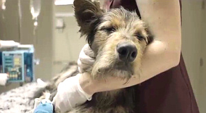 кадр из ролика Pedigree о бездомных собаках