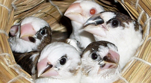 Lonchura striata domestica