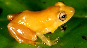 Diasporus citrinobapheus