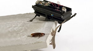 Прыгающие гекконы и тараканы помогли робототехникам