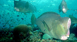 Bolbometopon muricatum 