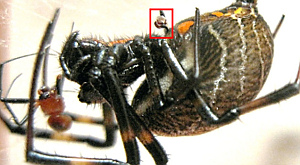 Nephilengys malabarensis. Красным показаны оторванные половые педипальпы самца, торчащие в теле самки