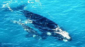 Eubalaena australis