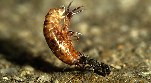 Pheidole oxyops