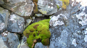 антарктический мох