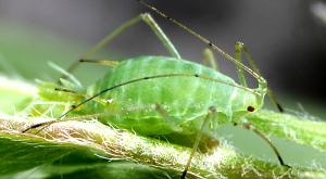 Acyrthosiphon pisum