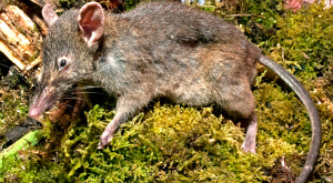 Paucidentomys vermidax
