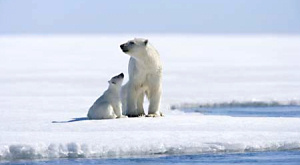 Площадь арктических льдов обновила исторический минимум Площадь арктических льдов обновила исторический минимум