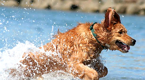 Бегающие по пляжу собаки избавят его от микробов