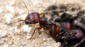 Муравьи принимают сложные решения всем муравейником