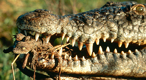 самка крокодила с детенышами в пасти