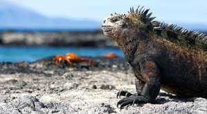 Галапагосский архипелаг защитят от крыс 22 тоннами яда