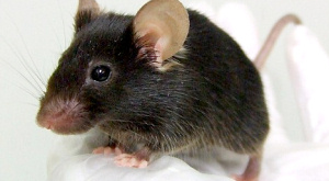 Ученые проследили за принятием решений в мозге у крыс