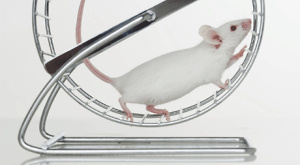 Наночастицы остановили развитие рассеянного склероза у мышей