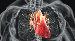 МикроРНК способны восстанавить сердце после инфаркта