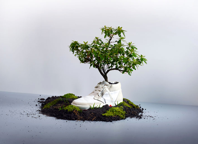 Закопай кеды – посади дерево