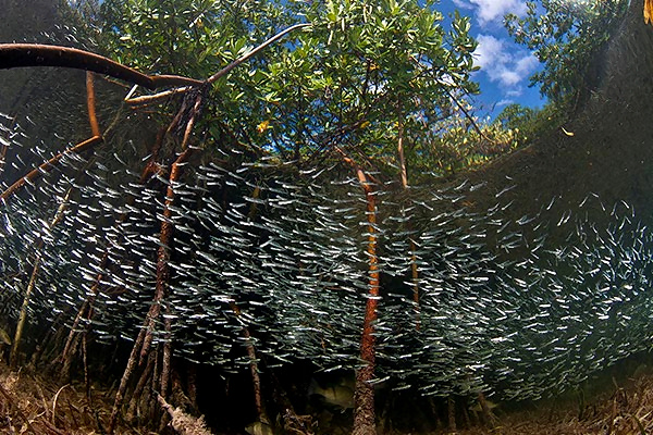 Победители конкурса подводной фотографии 
