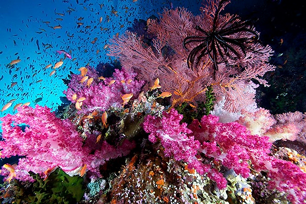 Победители конкурса подводной фотографии 