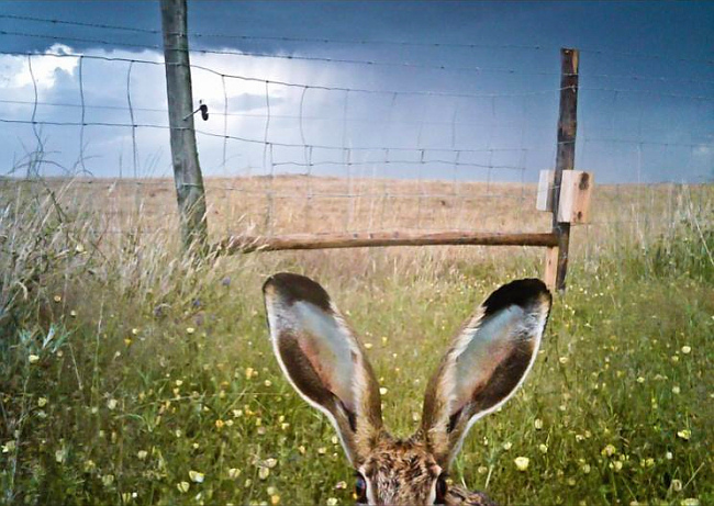 Camera-trap Photo of the Year 2012