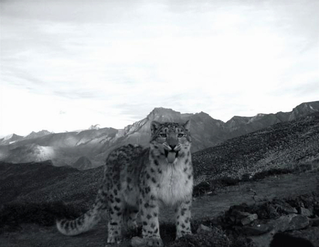Camera-trap Photo of the Year 2012