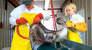 мытье пострадавшего от нефти пеликана