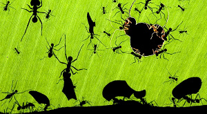 «Чудо о муравьях» Мате Бенце