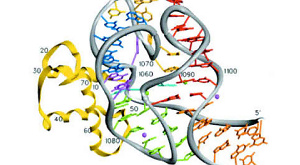 молекула РНК
