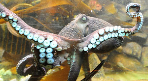 Робототехники скопировали щупальце осьминога
