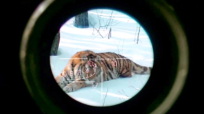 кадр из ролика Leo Burnett Moscow для WWF