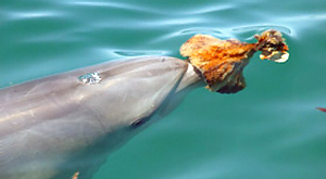 дельфин с морской губкой на носу