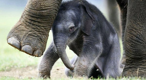 На Шри-Ланке состоится перепись слонов
