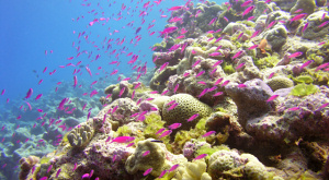 Коралловые рифы полностью исчезнут до конца века