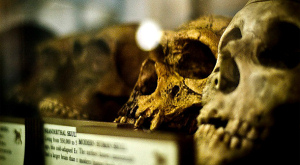 черепа неандертальца и человека