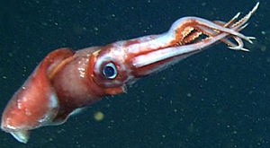 Octopoteuthis deletron