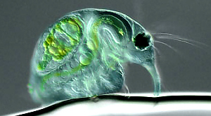 десятое место — фотография персноводной блохи Daphnia magna в стократном увеличении за авторством Джоан Рёль (Германия)