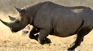 носорог Diceros bicornis longipes