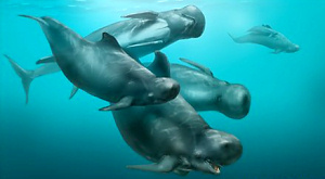 Теплая вода может вернуть сухопутных животных обратно в море