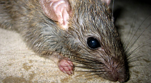 Нью-Йоркцев отправили на поиски самой страшной крысы в метро