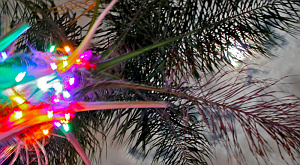 Ставропольцам предложили обменять новогодние елки на пальмы