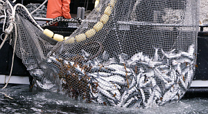 ООН оценила ущерб рыболовов из-за сельского хозяйства