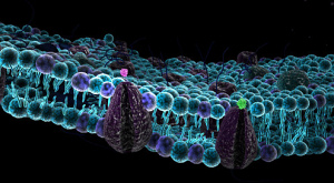 клеточная мембрана